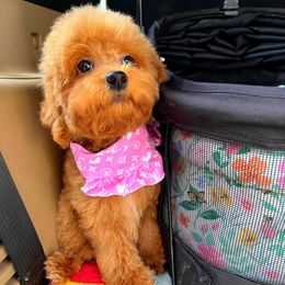 Blossom - Red female Maltipoo puppy in Sugar Land, Texas from Celebrity Maltipoos