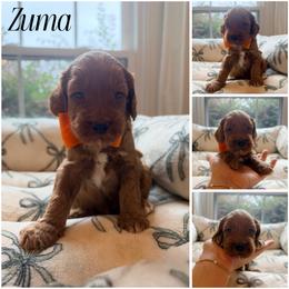 Zuma - Red male Australian Labradoodle puppy in Summerfield, North Carolina from Four Oaks Labradoodles