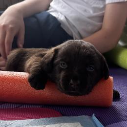 Labrador Retriever Puppies from Enchanted Garden Labradors