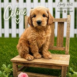 Celine - Red female Australian Labradoodle puppy in Denton, Texas from Liberty Hill Labradoodles