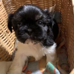 Girl 2 Luna - Black and white female Shih Tzu puppy in Chipley, Florida from Shih Tzu Babies