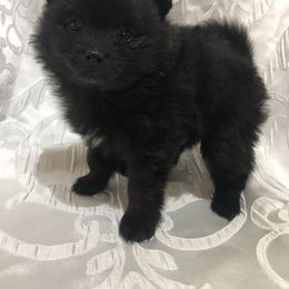 Pomeranian Puppies from Mac Daddy Poms