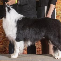 Border Collies from Mockingbird Border Collies