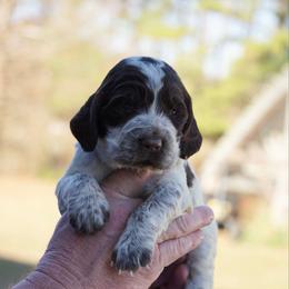Red - Liver white and roan male English Springer Spaniel puppy in Tabor City, North Carolina from Big Bay Kennels LLC