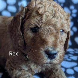 Rex - Yellow Collar - Red  male Goldendoodle puppy in Citrus Heights, California from Grandpaw's Golden Doodles