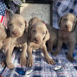 Weimaraners from Rowan’s Weimaraners