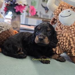 Boy 1 - Black male Dachshund puppy in Cedar City, Utah from Country Doxies