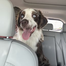 Miniature Australian Shepherd All Grown Up from ST. J’s Mini Aussies