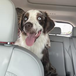Miniature Australian Shepherd All Grown Up from ST. J’s Mini Aussies
