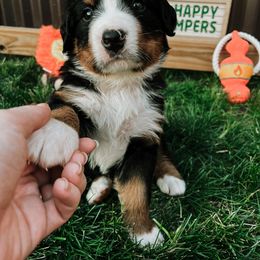 Bernese Mountain Dog Puppies from Pleasant Lake Bernedoodles & BMDs