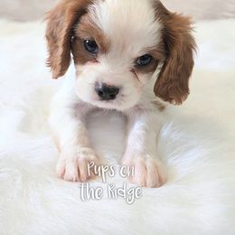 Cavalier King Charles Spaniel and Companion Cross Puppies from Pups on the Ridge