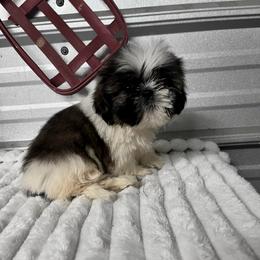AKC Breezy - Blue and white female Shih Tzu puppy in Elgin, South Carolina from Silver Bells Paw Prints