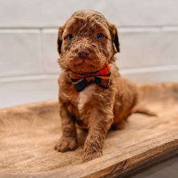 Hades - Red  male Goldendoodle puppy in Iola, Texas from Supreme Doodles of Texas