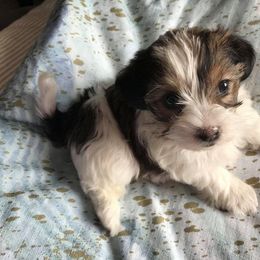 Biewer Terrier and Yorkshire Terrier Puppies from Niko Kennel
