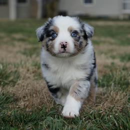 Boy 3 - male Australian Shepherd puppy in Holmesville, Ohio from Coffee Run Spring at Miller Farms