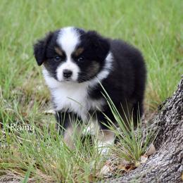 Rainy - Black tri female Miniature Australian Shepherd puppy in Evant, Texas from Lazy VT Bar Ranch