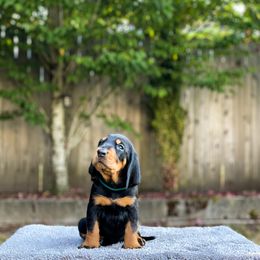 Black and Tan Coonhound Puppies from Toodaloo Coonhounds