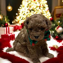 Chow Chow, Goldendoodle, and Poodle Puppies from Regal Canine Creations