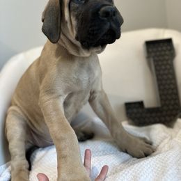 Mastiff Puppies from MLJ Mastiffs Florida