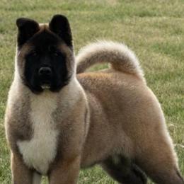 Akita Puppies from Akita Kai Magic