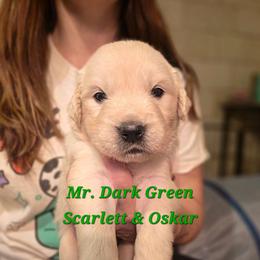 Mr. Dark Green - Light golden male Golden Retriever puppy in Waynesburg, Ohio from Avalon English Retrievers