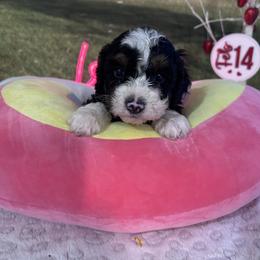 Jonah - male Australian Mountain Doodle puppy in Lincoln, Nebraska from GRand Doodles