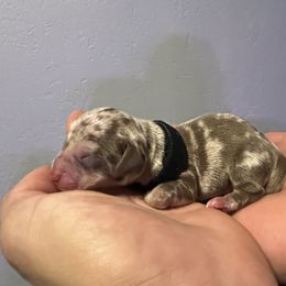 Dachshund Puppies from Justyne Lazalde