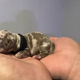Dachshund Puppies from Justyne Lazalde