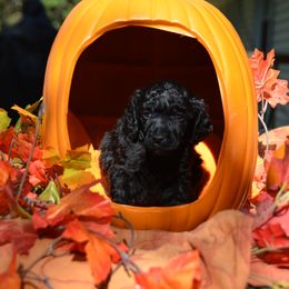 Poodle Puppies from Canoe Creek Spoos