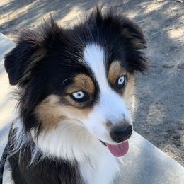 Willow  - Miniature Australian Shepherd