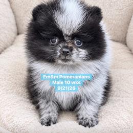 Black parti roan 2995 pet only - Black parti male Pomeranian puppy in Kentucky from Em&M Pomeranians