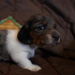 Woodrow - Dapple male Dachshund puppy in Quemado, New Mexico from TNT Dachshunds