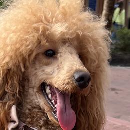 Zues - Poodle