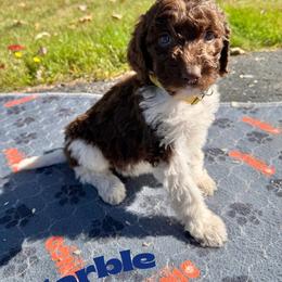 Marble - Parti female Goldendoodle puppy in Ellenburg Center, New York from Kristin's Puppies