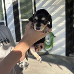 Oreo - Black and cream male Dachshund puppy in Tomball, Texas from Gutierrez House of Doxies