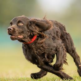 Meus - Boykin Spaniel
