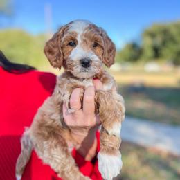 Friend Owl - Red  male Goldendoodle puppy in Sulphur, Louisiana from Curly Q’s Of Carlyss