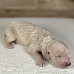 Buck - Cream male Goldendoodle puppy in Cedar Falls, Iowa from Northeast Iowa Doodles