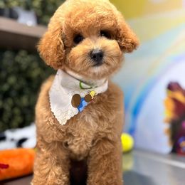 Ken - Apricot male Maltipoo puppy in San Diego, California from Maltipoos SD