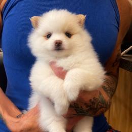 Lily - White female Pomeranian puppy in Mc Henry, Illinois from Pomeranians