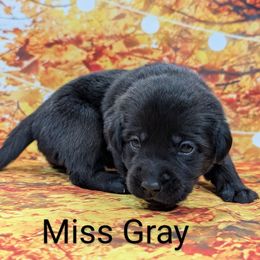 Miss Gray - Black female Labrador Retriever puppy in Lebanon, Pennsylvania from Robertson's Retrievers and Doodles