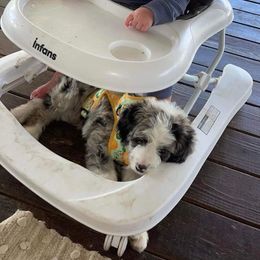 Miniature Australian Shepherd Puppies from Lockhart Mini Aussies