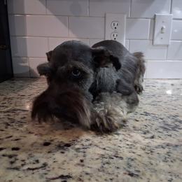 Pepper - Miniature Schnauzer