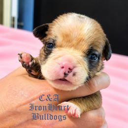 Poppy - Red and white female Bulldog puppy in Clarksville, Indiana from C&A IronHeart Bulldogs and Krymson Kandy Shihtzus
