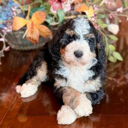 Divot - Tri-color female Bernedoodle puppy in Royse City, Texas from Platinum Bernedoodles of Texas