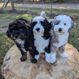 Aussiedoodle and Cavapoo Puppies from Blue Diamond Puppies