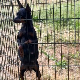 Retta - Miniature Pinscher