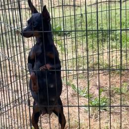 Retta - Miniature Pinscher