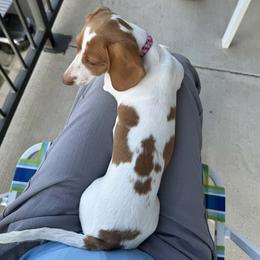 Dachshund All Grown Up from Holiday’s Darling Miniature Dachshunds