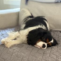 Boy 2 - male Cavalier King Charles Spaniel puppy in Washington, North Carolina from Farmhouse Cavaliers NC